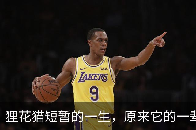 狸花猫短暂的一生，原来它的一辈子，转瞬即逝